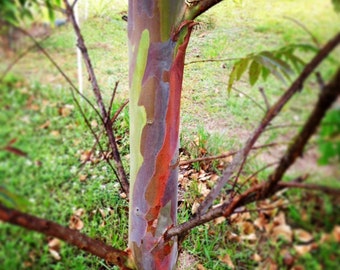 Eucalyptus deglupta rainbow tree 100pc seeds organic