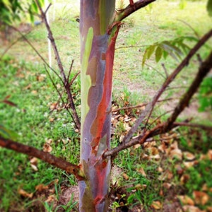 Eucalyptus deglupta rainbow tree 100pc seeds organic