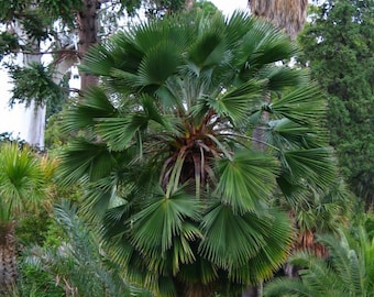 Guadalupe palm tree fresh seeds 5pc
