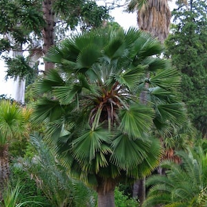 Guadalupe palm tree fresh seeds 5pc