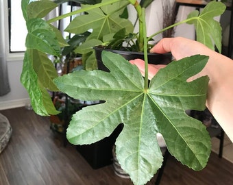 Fatsia Japonica - Fresh seeds - Wedding foliage - Organic - Fresh decor - Garden and Grow - Indoor decor