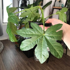 May include: A large, green, star-shaped leaf plant in a black pot. The plant has a long, thin stem and multiple leaves.