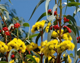 Eucalyptus erythrocorys seeds 'red-capped gum' 10-100pc Organic