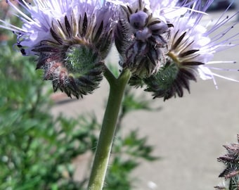Belles graines de tanaisie bleue Phacelia tanacetifolia - parfaites pour les jardins de pollinisateurs !
