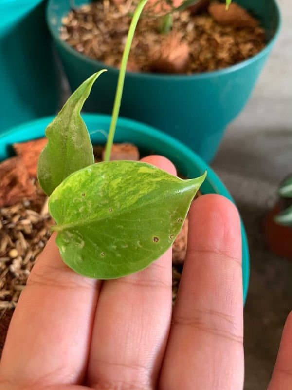 monstera als hängepflanze Kaufen Sie jetzt Zimmerpflanze Fensterblatt Monstera 'Monkey Leaf' -  Hängepflanze main image 0