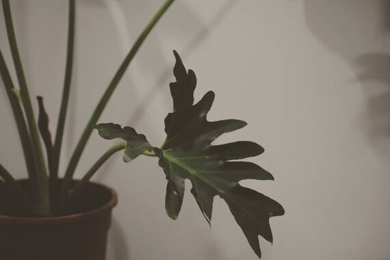 Philodendron Selloum Thaumatophyllum Bipinnatifidum Samen Etsy