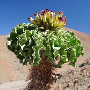 Pachypodium namaquanum 5 seeds