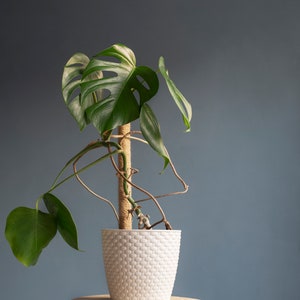May include: A green monstera plant in a white woven pot sits on a wooden stool against a blue wall.