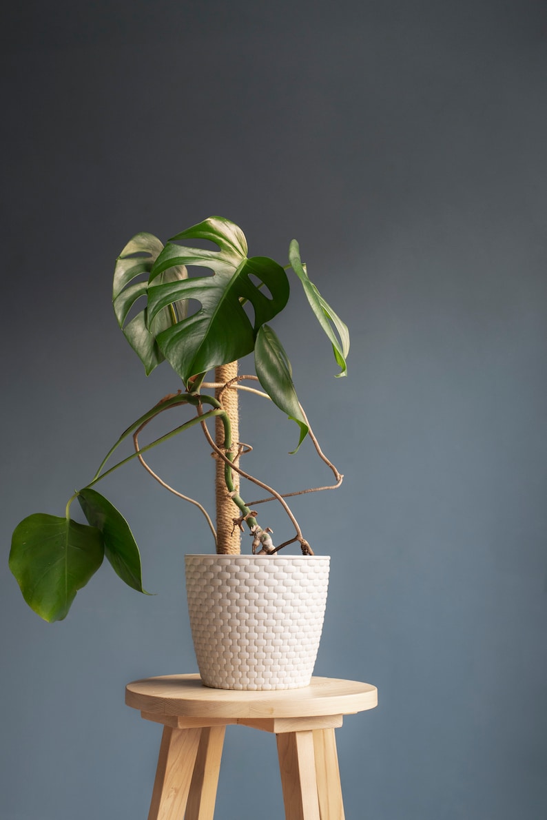 May include: A green monstera plant in a white woven pot sits on a wooden stool against a blue wall.