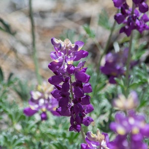 Semillas de altramuz de soda de uva 'Lupinus excubitus' FRESCAS