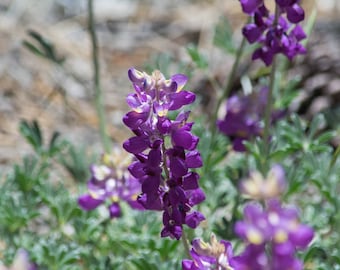 Grape Soda Lupine 'Lupinus excubitus' seeds FRESH