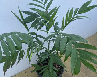 Chamaedorea microspadix (Hardy Bamboo Palm) 10 zaden - Palmzaad - Koud winterharde palmboomzaden - Outdoor Indoor Gardening