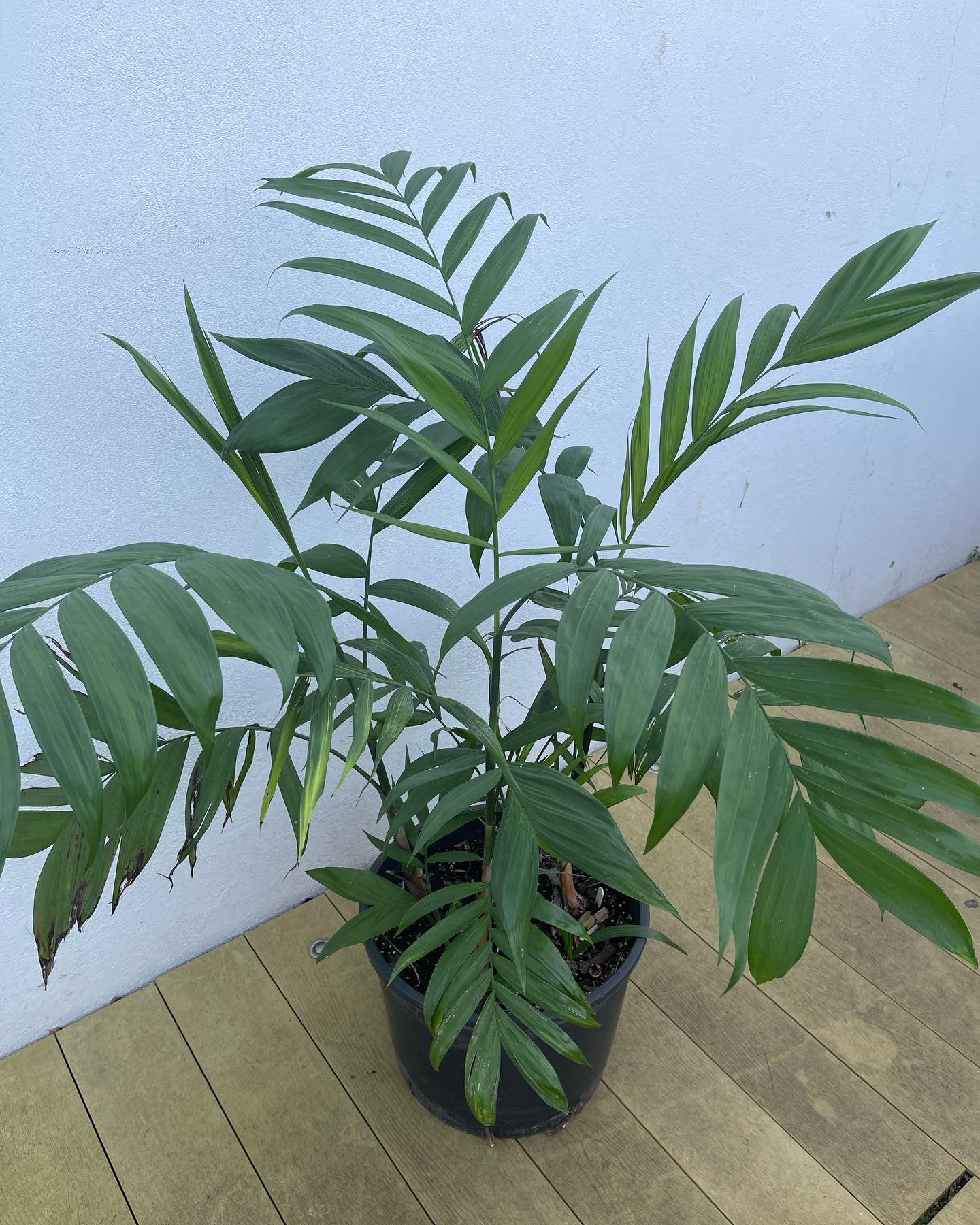 buy zz plant nz ZZ Plant  Plant Shop GR