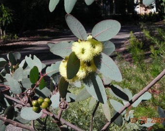 Eucalyptus preissiana seeds 'bell fruit mallee' 10-100pc Organic
