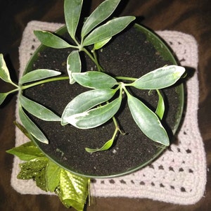 Dwarf umbrella tree &#39;Schefflera arboricola&#39; seeds FRESH