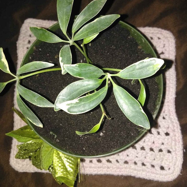 Zwerg-Schattenbaum 'Schefflera arboricola' samen FRISCH