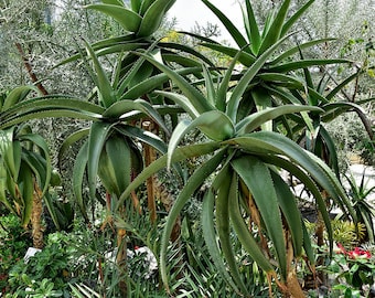 Aloe vaombe seeds 10pc 'tree aloe'