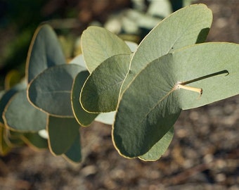 Eucalyptus gamophylla seeds 'blue leaved mallee' 10-100pc Organic