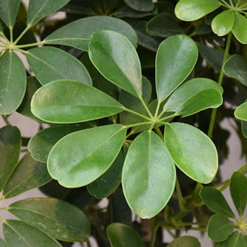 Dwarf umbrella tree 'Schefflera arboricola' seeds FRESH