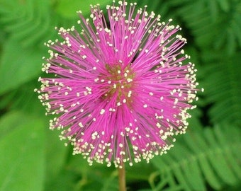 May include: A close-up of a pink flower with white centres. The flower has a fuzzy texture and is in bloom.