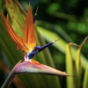 Strelitzia reginae Bird of Paradise Samen Hochzeitslaub - Bio - Frisches Dekor - Garten und Wachsen - Innendekor
