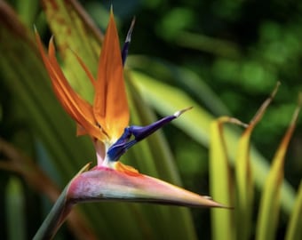 Strelitzia reginae Bird of Paradise Seeds  Wedding foliage - Organic - Fresh decor - Garden and Grow - Indoor decor