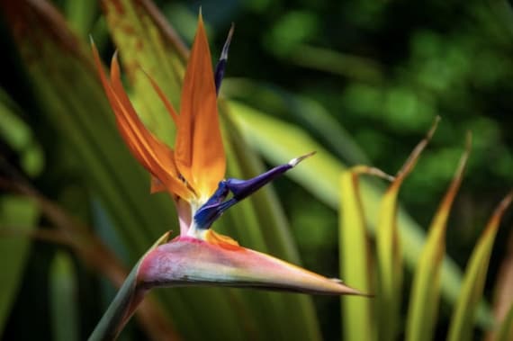 Strelitzia Reginae Bird of Paradise Seeds Wedding Foliage - Organic - Fresh  Decor - Garden and Grow - Indoor Decor - Etsy