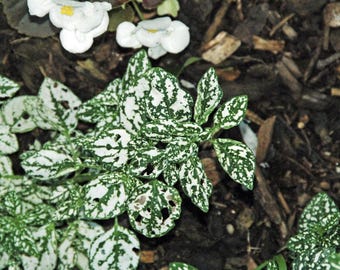 Polka Dot Plant Seeds Hypoestes phyllostachya ( White ) 25pc