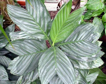 Chamaedorea metallica - Feuillage argenté peu commun - 10 graines par paquet
