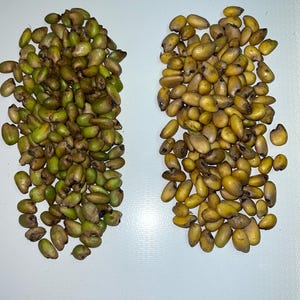 Monstera deliciosa Albo Seeds - Read description - A Unique Opportunity to Grow Variegated Beauties - LIMITED AMOUNT (not guaranteed)