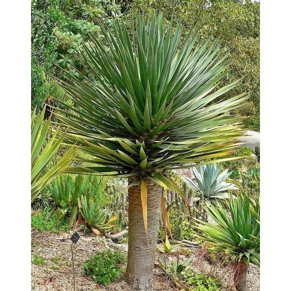 一生に一度出会えるか？ 【特別価格】極太ドラセナドラコ ※引き取り限定 il_fullxfull.2977869035_6e37.jpg