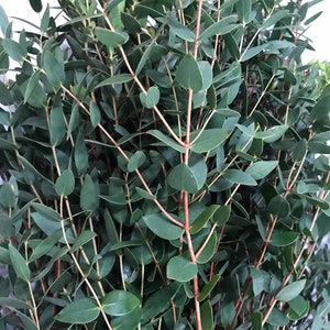 Eucalyptus Parvifolia Parvula - Mini Eucalyptus - Fresh seeds - Wedding foliage - Organic - Fresh decor - Garden and Grow - Indoor decor