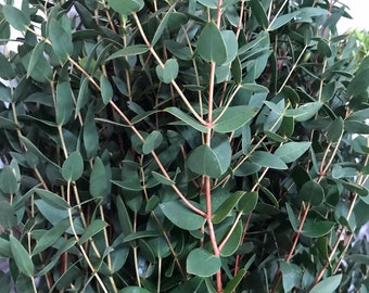 Eucalyptus Parvifolia Parvula - Mini Eucalyptus - Fresh seeds - Wedding foliage - Organic - Fresh decor - Garden and Grow - Indoor decor