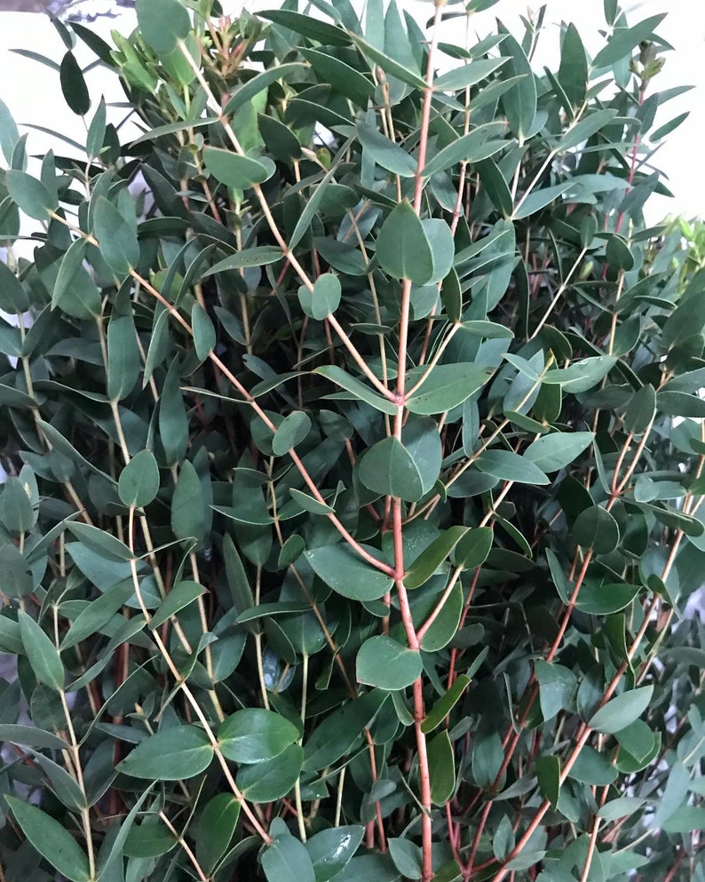 May include: A bunch of eucalyptus stems with green leaves and red stems. The leaves are arranged in a dense cluster, creating a lush and vibrant display.