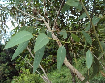 Eucalyptus camaldulensis seeds 'red river gum' 10-100pc Organic