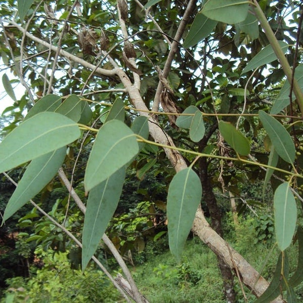 Eucalyptus camaldulensis seeds 'red river gum' 10-100pc Organic