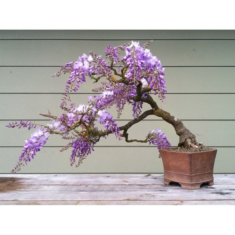 Blue Jacaranda Bonsai Tree Fresh Seeds 20pc Etsy