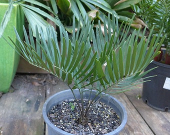 Palmier coontie 'Zamia integrifolia' 10 graines