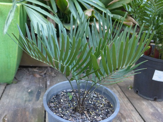 zamia zenzi Zamioculcas zamiifolia (ZZ) main image 0