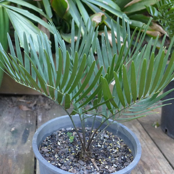 Coontie palm 'Zamia integrifolia' 10 seeds