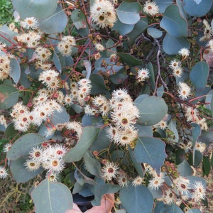 Semi di Eucalyptus baueriana 'blue box a foglia rotonda' 10-100pc Biologico