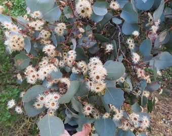 Eucalyptus baueriana seeds 'blue box round-leaved' 10-100pc Organic