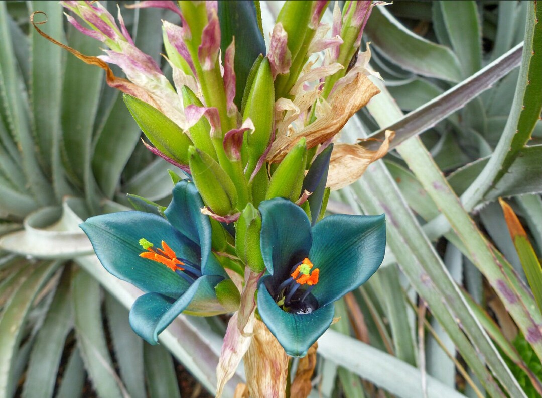 ウォースレア　プロセラ(ブルーアマリリス) 超激レア種　多肉植物 ウォースレア プロセラ(ブルーアマリリス) 超激レア種 多肉植物 俺の