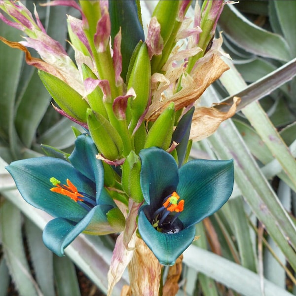 Puya Alpestris (Blue Sapphire Tower) 15 seeds - USA SELLER - ORGANIC - Succulents