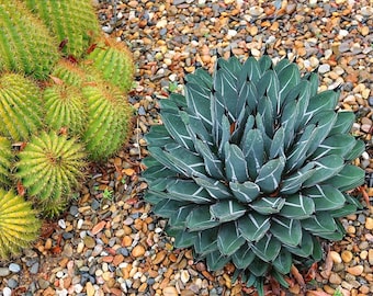 Agave ferdinandi-regis "King of Agaves" seeds