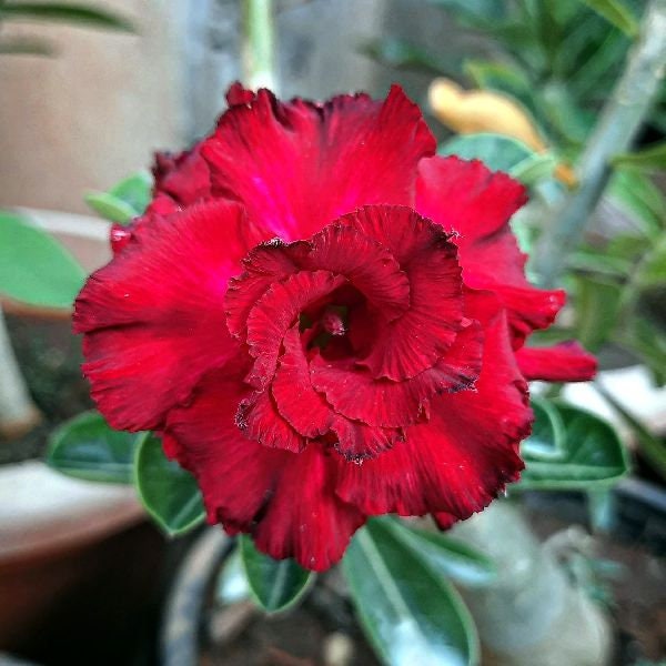 Adenium obesum 'Desert rose' double red flower 10pc seeds