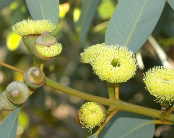Graines d'eucalyptus preissiana « bell fruit mallee » 10-100 pièces Bio