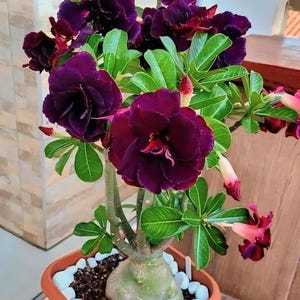 Adenium Obesum - Desert Rose - SEEDS - Wedding foliage - Organic - Fresh decor - Garden and Grow - Indoor decor