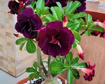 Adenium Obesum - Rose du désert - GRAINES - Feuillage de mariage - Organique - Décoration fraîche - Jardin et culture - Décoration d'intérieur