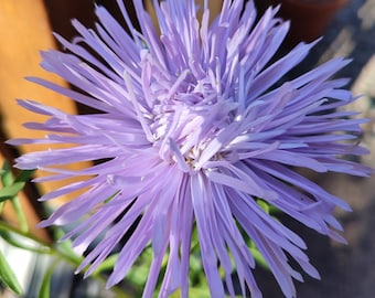 May include: A close-up of a light purple aster flower with many petals.